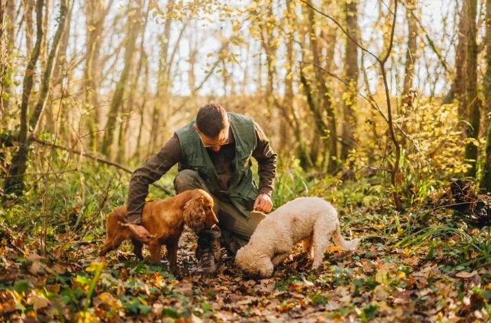 Truffle hunter with dogs searching the forest floor in Istria
