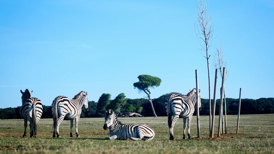 Brijuni National Park Adriatic island coastline near Fažana, Istria Croatia travel guide