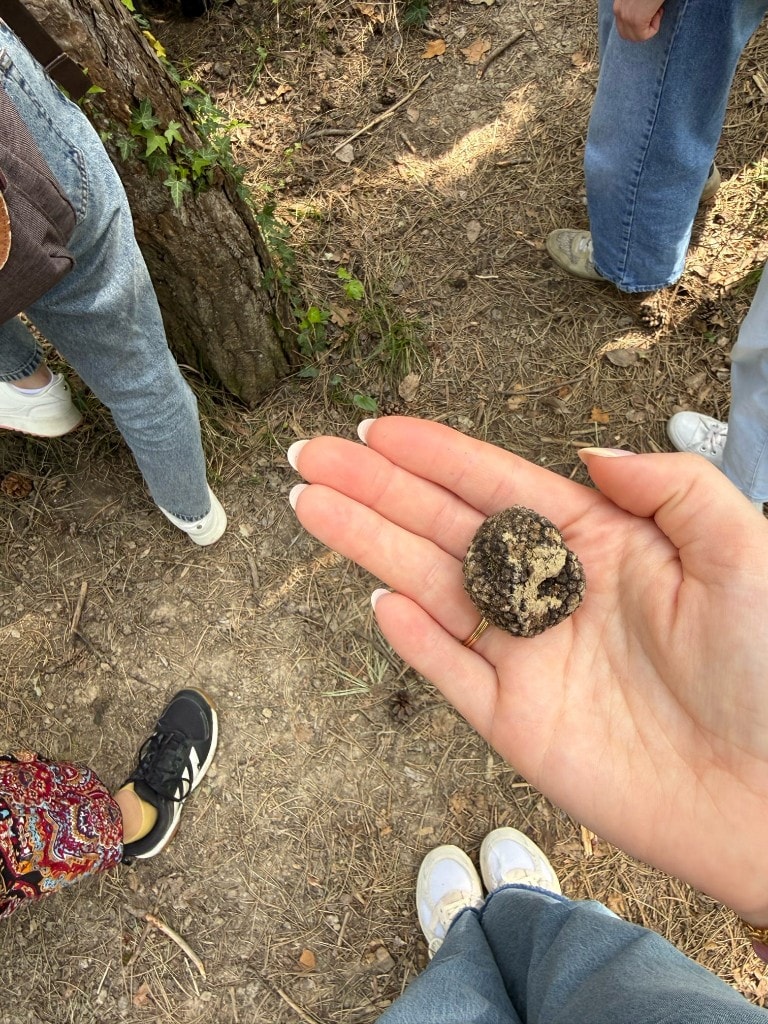Fresh black truffle held in hand on Motovun Forest floor after a hunt, Istria Croatia